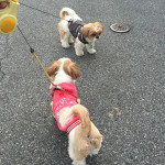 かぼ獣に気圧されてしまう、ぽんず