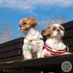 青空ともふもふ親子。