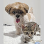 保護猫観察記２５日目：攻撃はしないんです