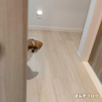 益々怖がり屋な、かぼす。