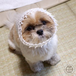 くだものネット2017