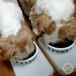 ササミはチカラ。