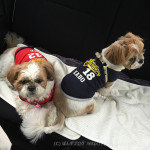 散歩チャンス到来！