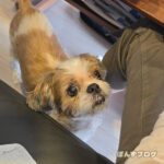 栗の皮むき、ぽんずが興味津々！