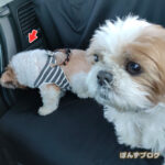 散歩前に、固まるかぼす。