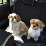 もふドライブです。