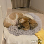 ずっと寝てくれなかったクッションで・・・