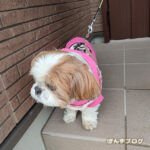 プレドニン、効いてないかも…