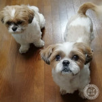 『くしゅん！』