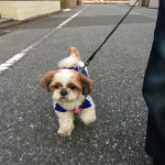 我が家のくっつき虫