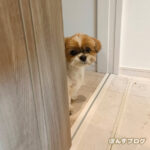 謎に遠慮がちな、かぼす。