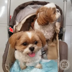 かぼす、もっと大人になるぽんずよ。