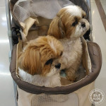 注射と知らず。