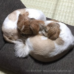 やさしい、ぽんず母さん