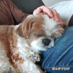 おめめも治って、予防注射だよ。