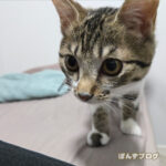 はっさく、まだまだ軽い！