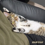 えんりょにゃく、くつろぐにゃ！