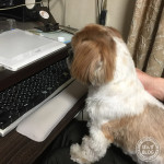 今度は『着せかえ』かぼ！！