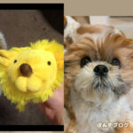 かつては、たぬきではなくライオンだった