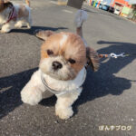 色々かわいらしい、シーズー。