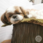 それでも、ここで寝たい。