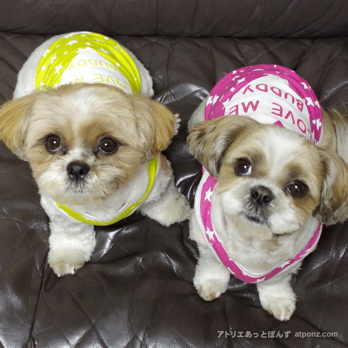 いめちぇん、かぼ！