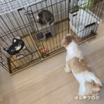 保護猫観察記２２日目：リビング移住失敗