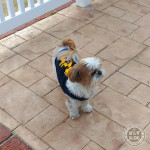 ぽんずはレベルがあがった！