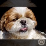 ぽんずの顔芸？