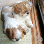 もふもふぴったんこ。