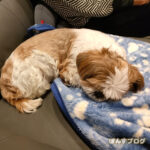 もふもふに挟まれる。