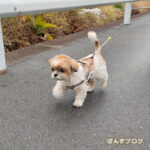 真冬並み！おさんぽ急げ～