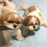 あの頃のように！