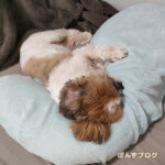 ぬいぐるみ化する、かぼす。