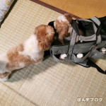 ままおかえりかぼ～