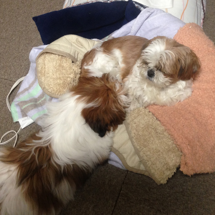 遊んでくれない、ぽんず。