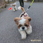 まま、おいらときょうそうだ！！