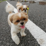 説得される、ぽんず。