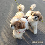 ままと、きょうそうかぼ！