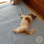 もふもふアート