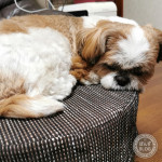 新しい物好きぽんず。