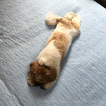 美しいフォーム