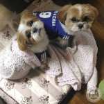 程よい、もふり感。