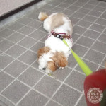 こんどは１３号・・・