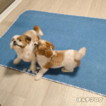 マットレスの下に何敷こう？