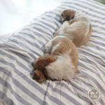 もふもふぬくもり。