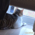 はっさくが、まったり