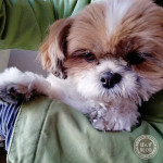 もふ足、真っ黒け。