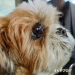 目のイボ、『〇〇〇〇』で取る！？