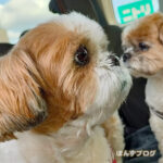 ぽんずの目のイボ、取れていた！！